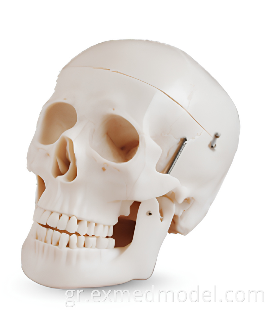 Life-Size Human Skull Model